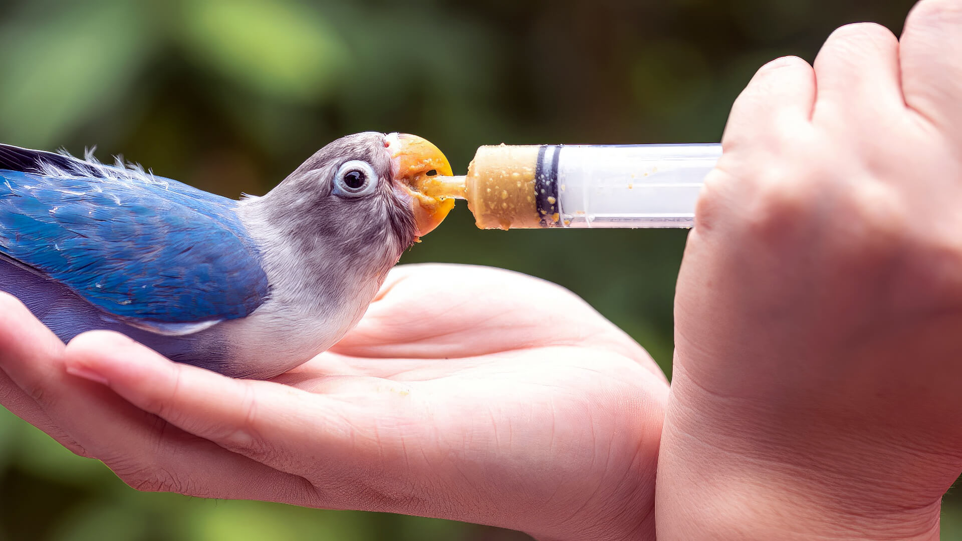 Are Human Foods Bad For Birds? Pet