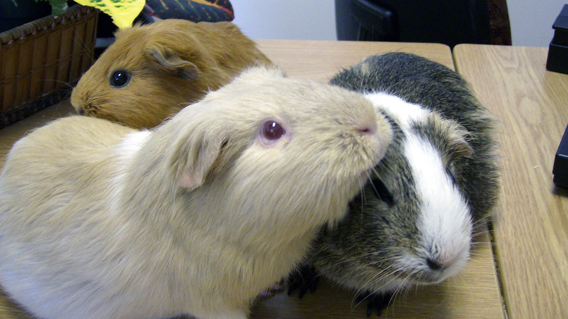 So Just What Is The Difference Between A Guinea Pig Vs Hamster