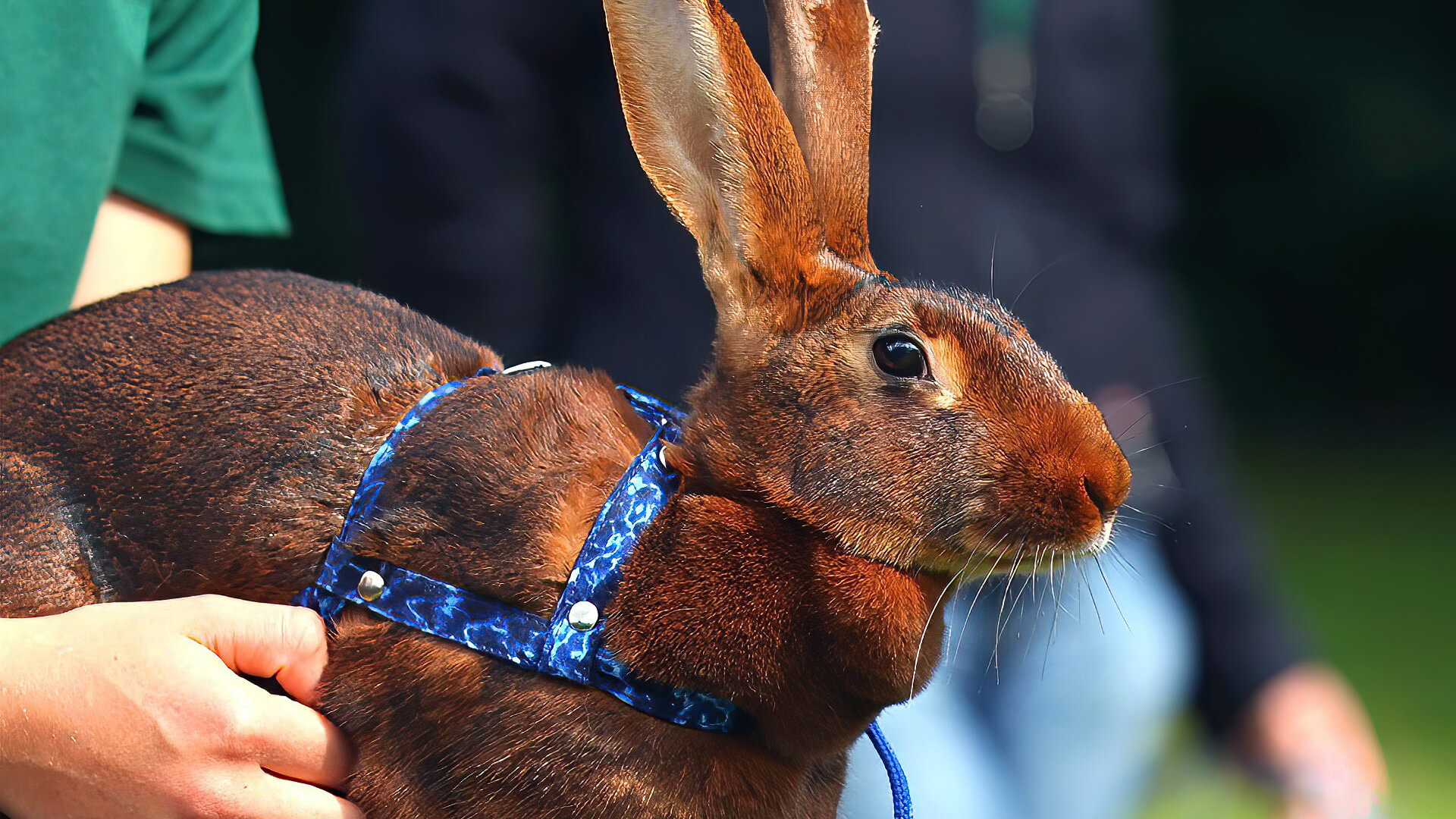 How to Hold a Rabbit & Exercise Your Bunny Pet