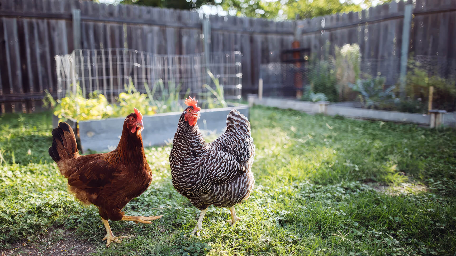How To Keep Your Chickens In Your Yard Pet