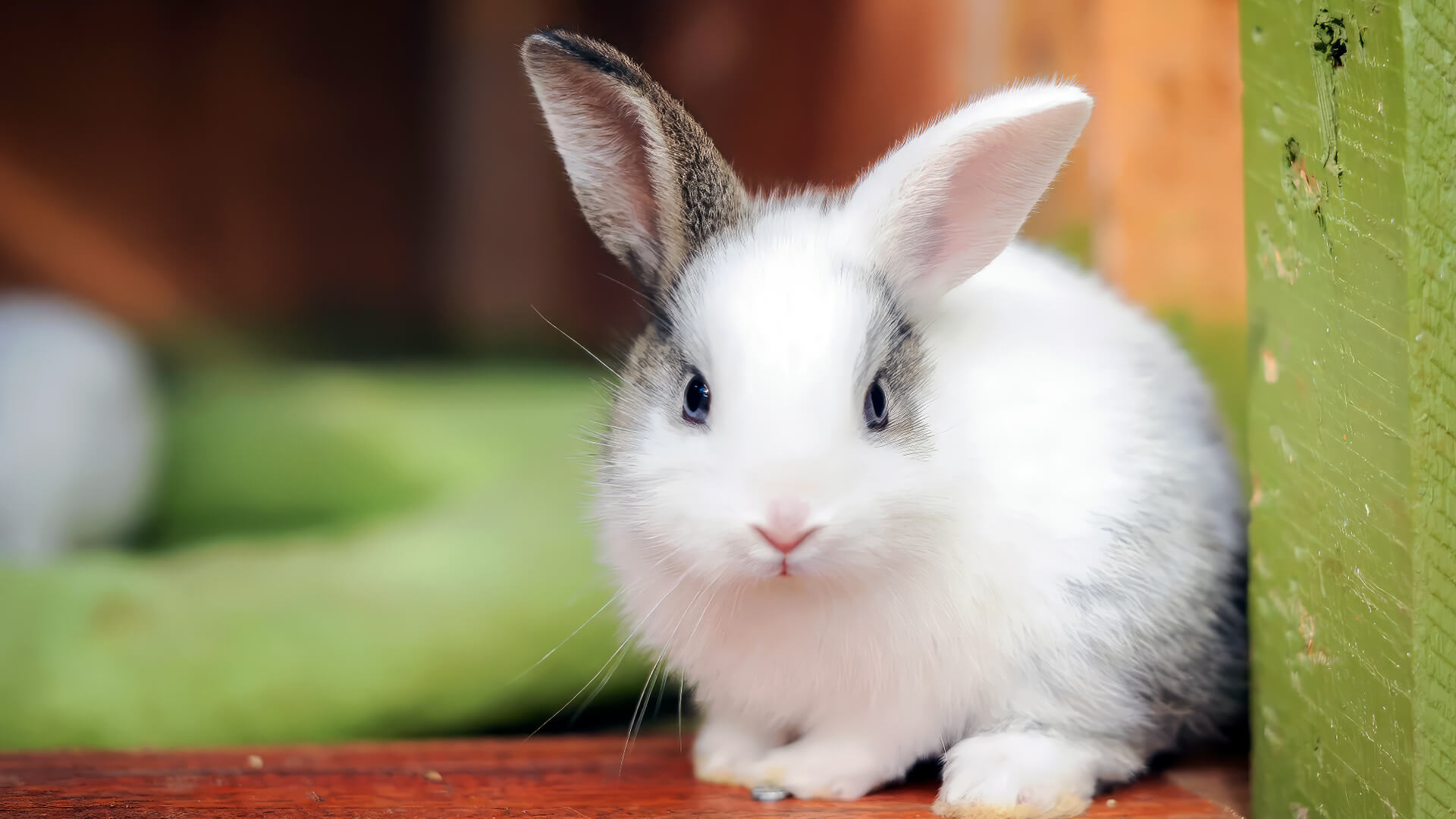 Guide to Making Your Rabbit Happy Tips & Techniques Pet