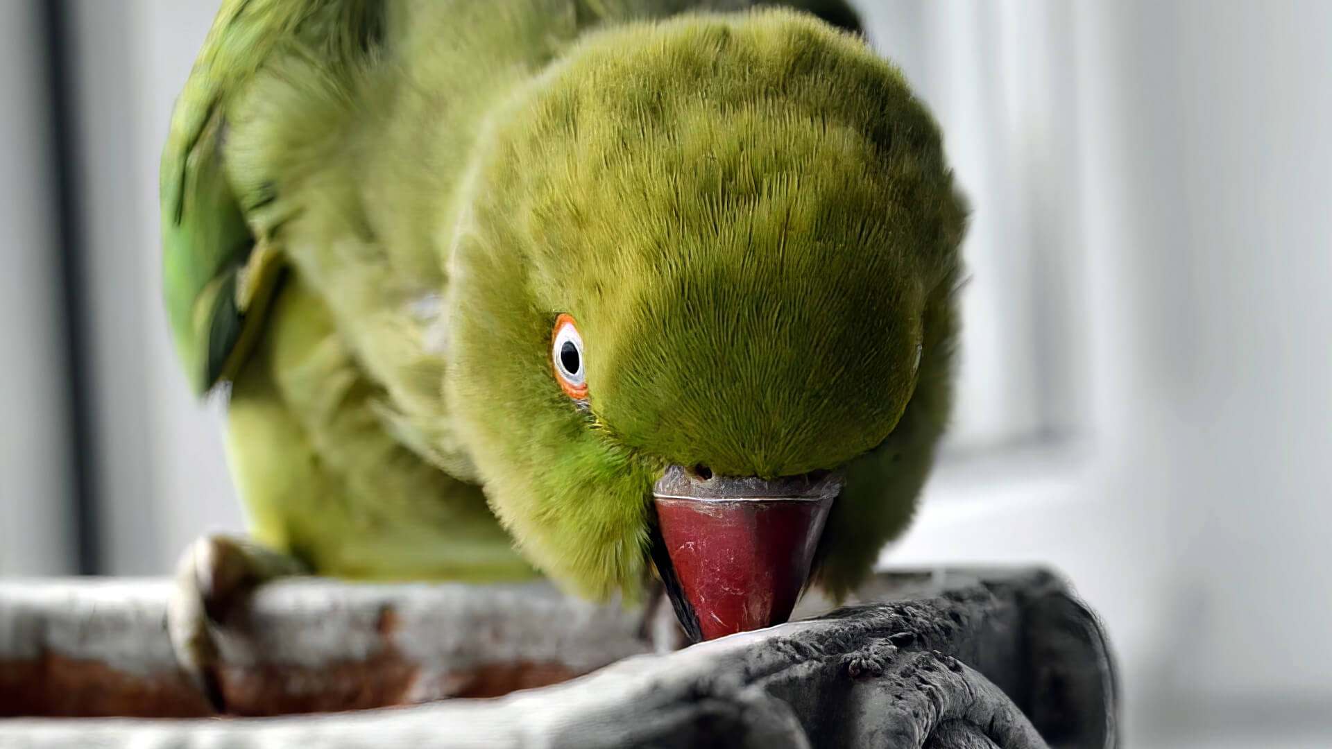 parrots-and-humidity-planet-pet