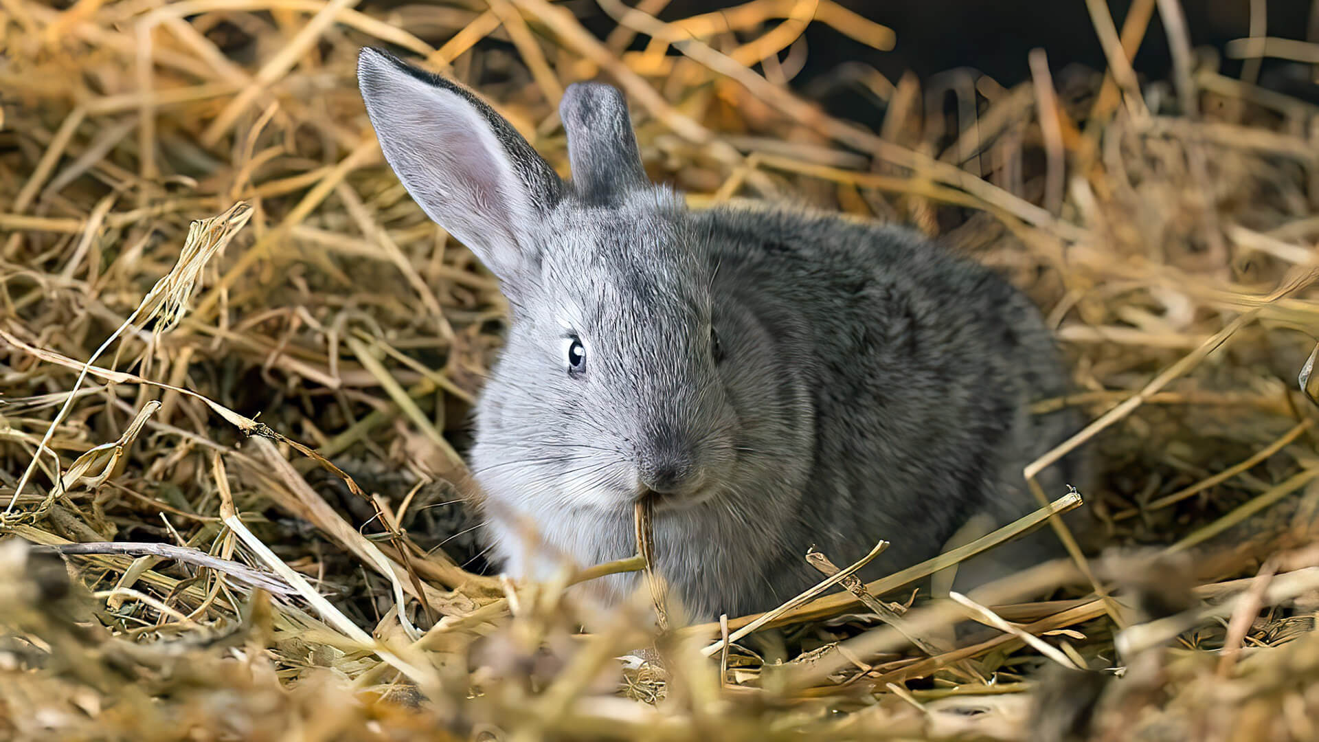 Rabbit Bedding Options What To Look For In Rabbit Litter & Straw