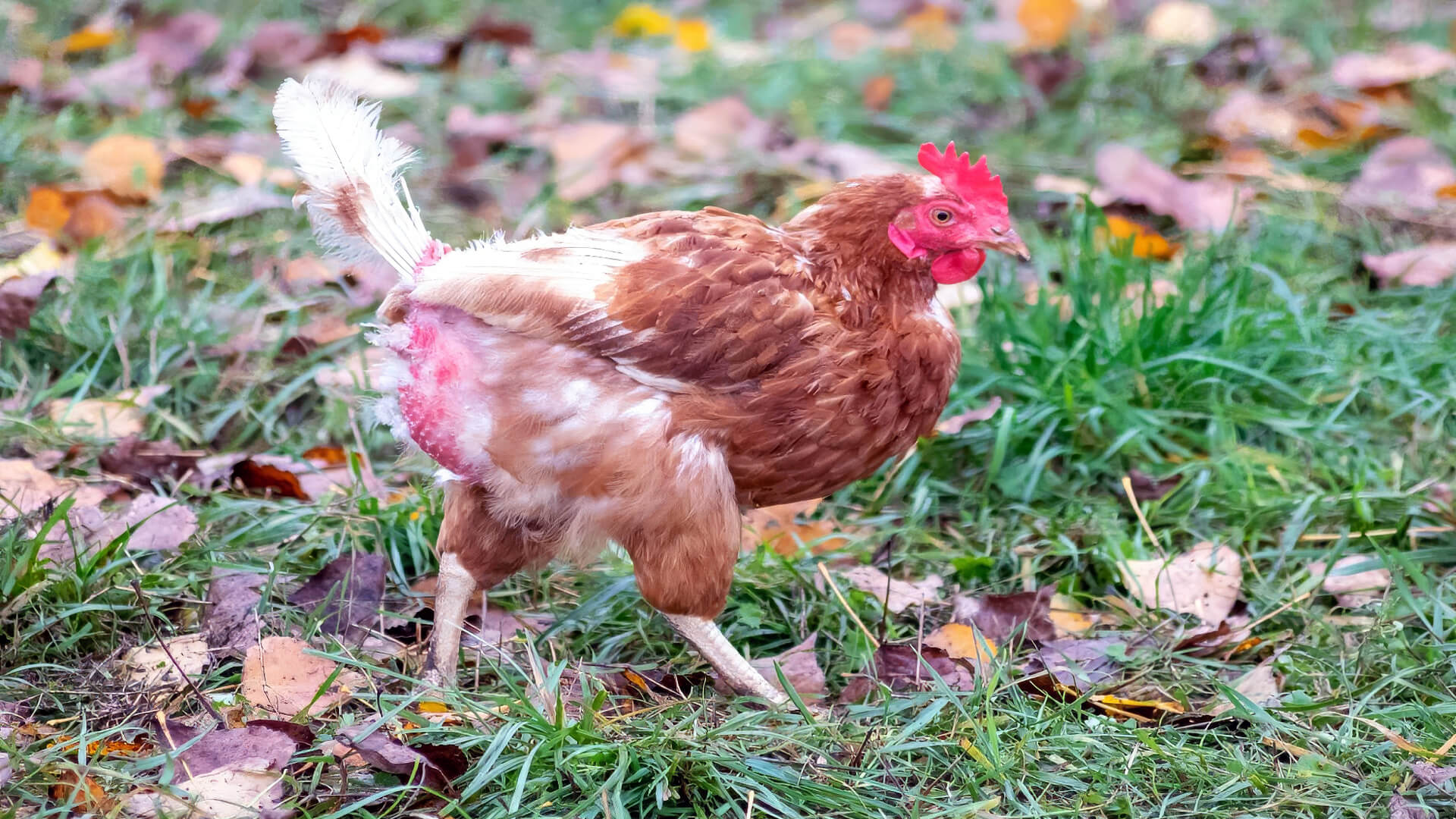 Why Chickens Lose Feathers — Causes & Solutions Pet